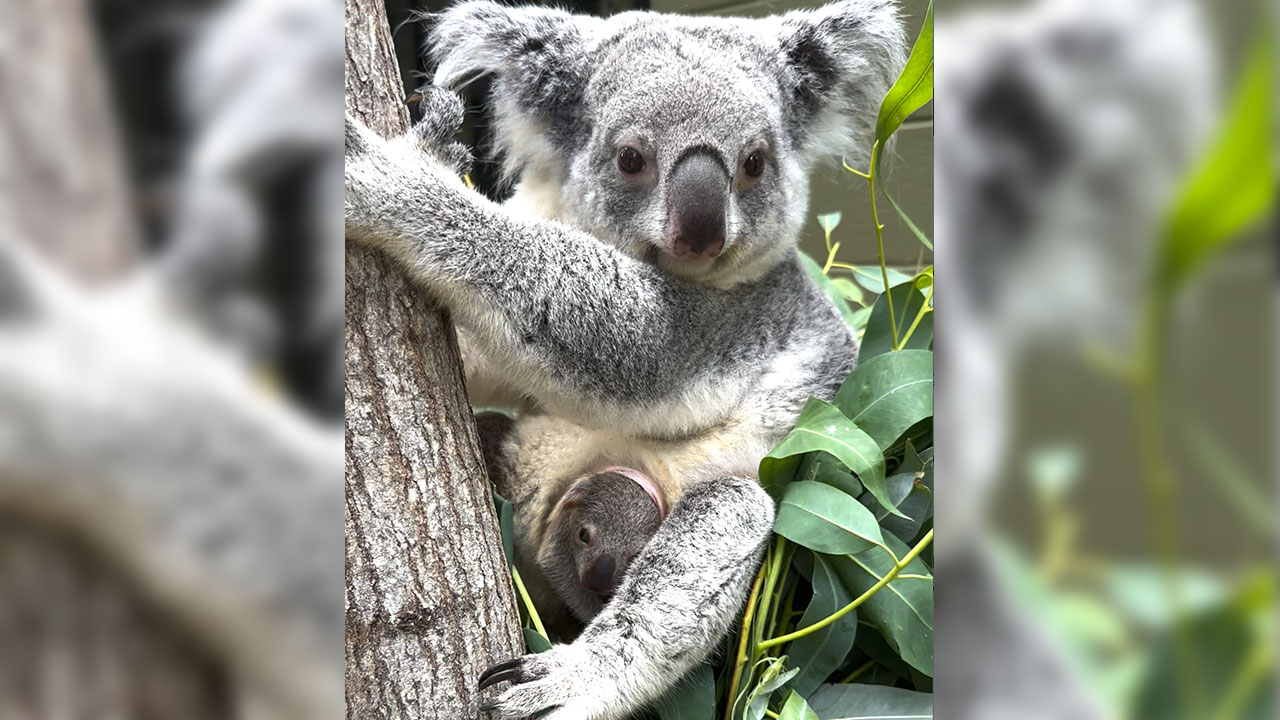 Koala Baby Palm Beach Zoo