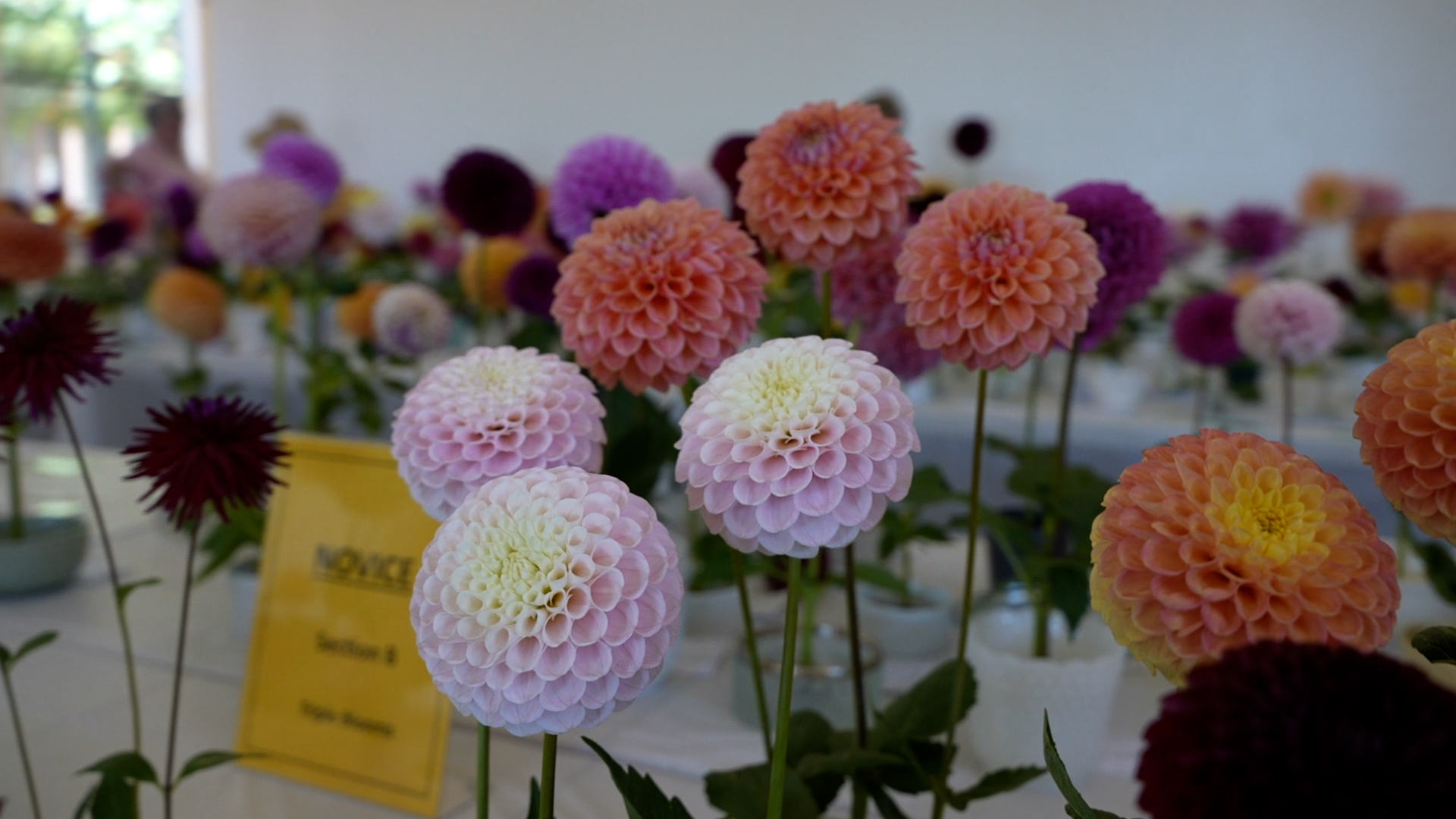 dahlias flower show.jpg