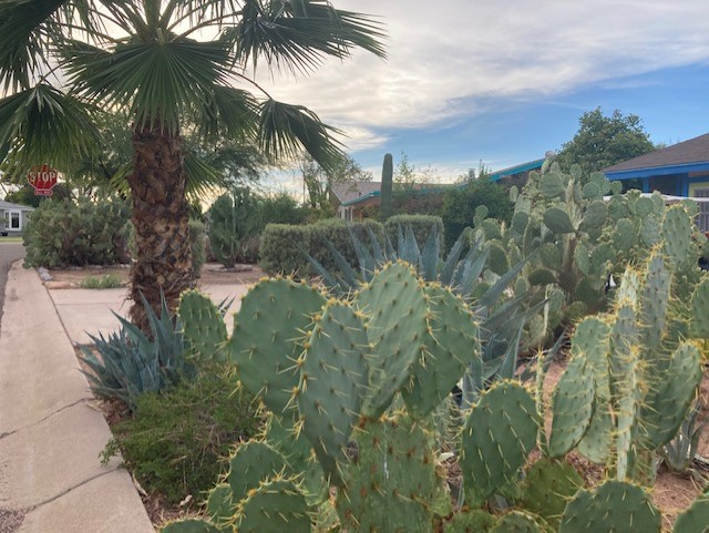 Scottsdale neigborhood