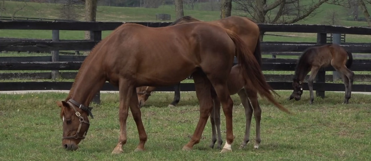 horse.jpg