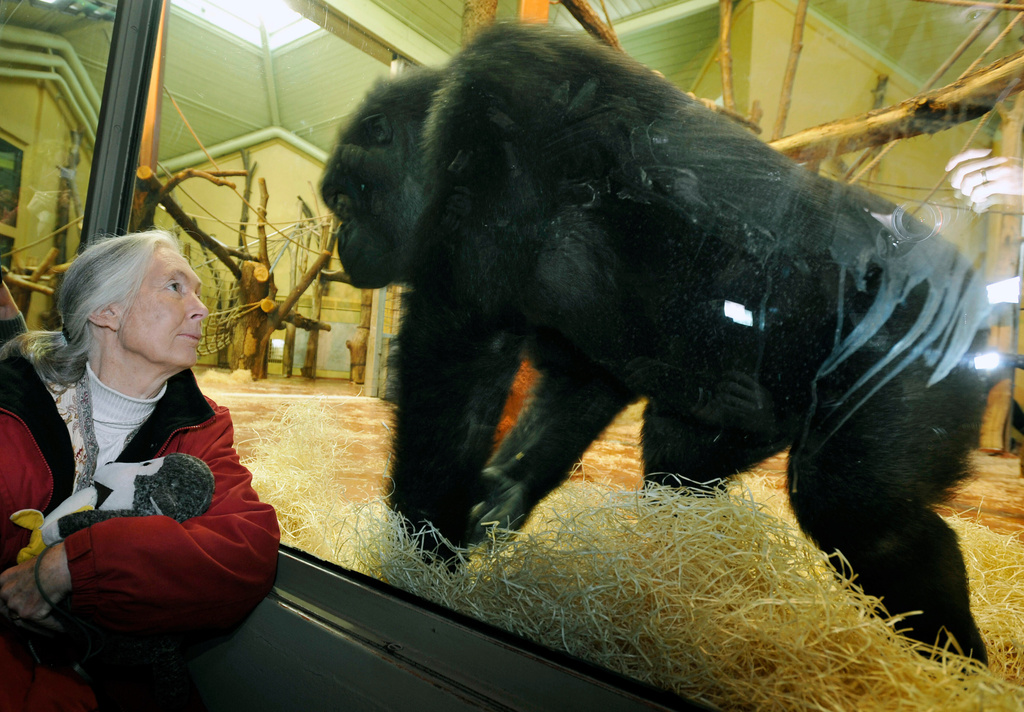 Jane Goodall, British ethnologist and world famous expert for chimpanzees, looks at one the of gorillas of the Budapest Zoo in Budapest, Hungary, Feb. 11, 2008. Goodall, the conservationist renowned for her groundbreaking chimpanzee field research and globe-spanning environmental advocacy, died Wednesday, Oct. 1, 2025. She was 91. 