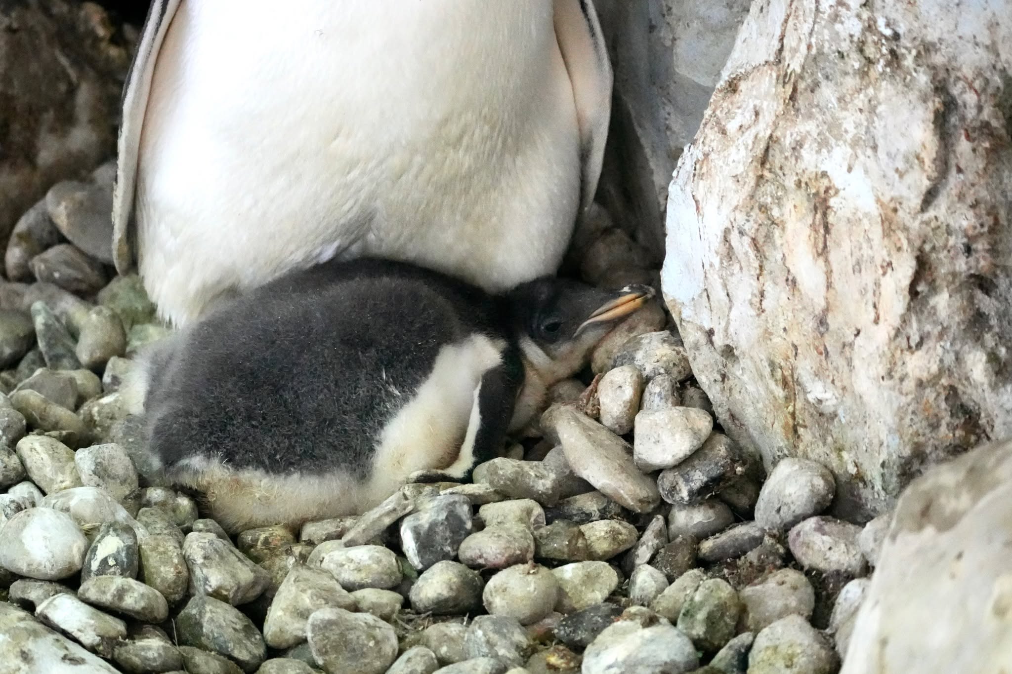 Detroit Zoo Penguin chick 2026