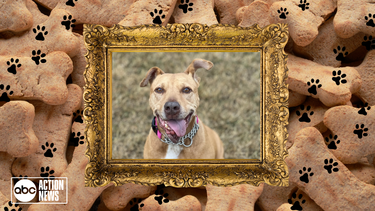 Rescues in Action: Betty