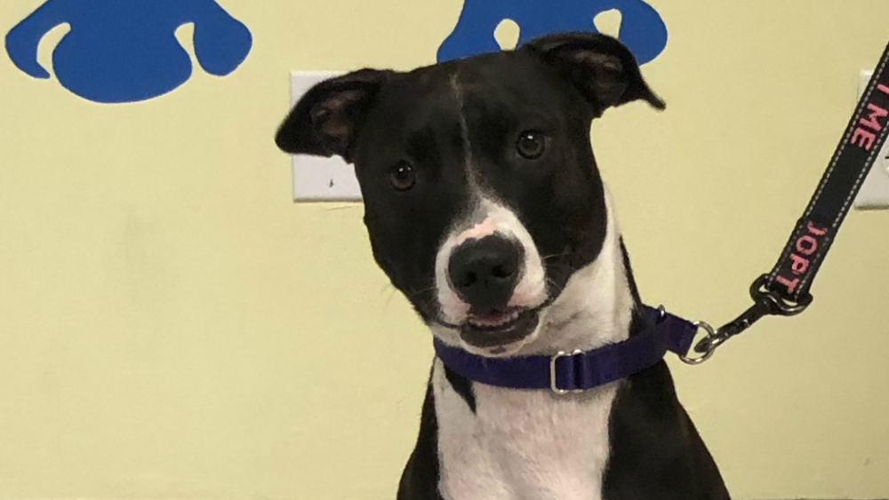 Dharma pet of the week