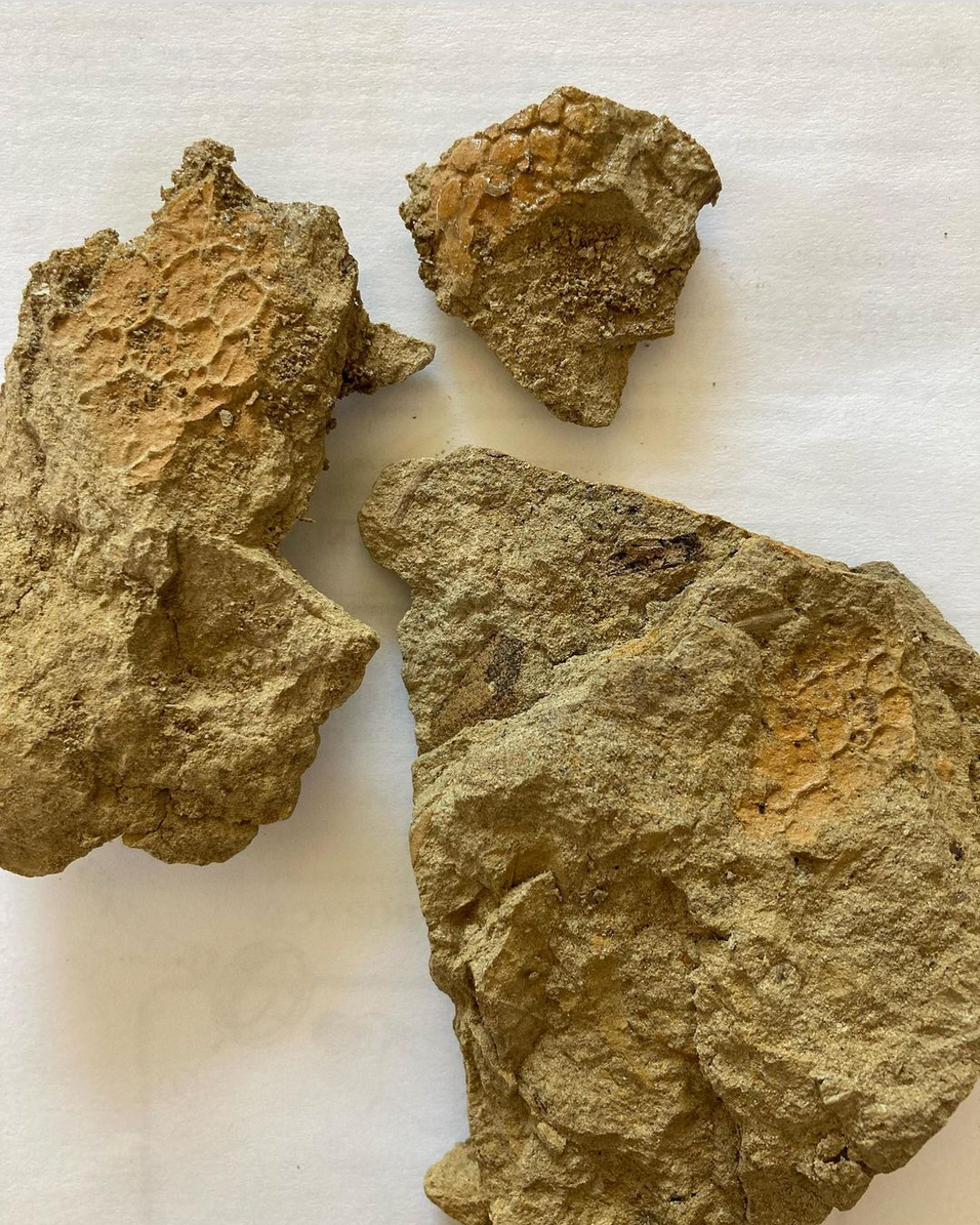 Screenshot 2023-09-15 at 18-41-45 Alan Detrich on Instagram Found today with the Edmontosaurus!.png