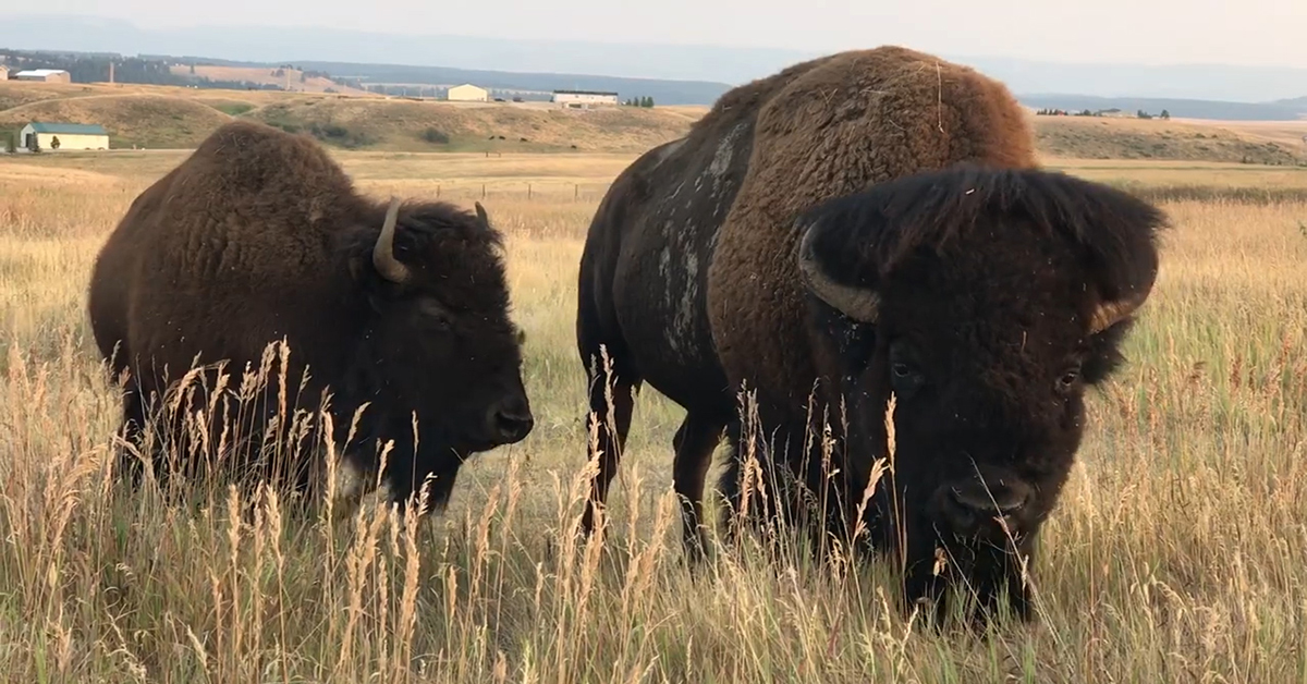 APR Wild Bison.jpg