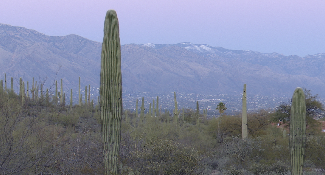 Saguaro