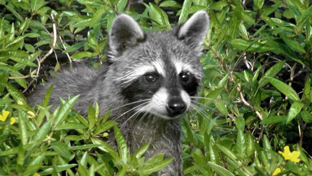 WPTV-RACCOON-RABIES.jpg