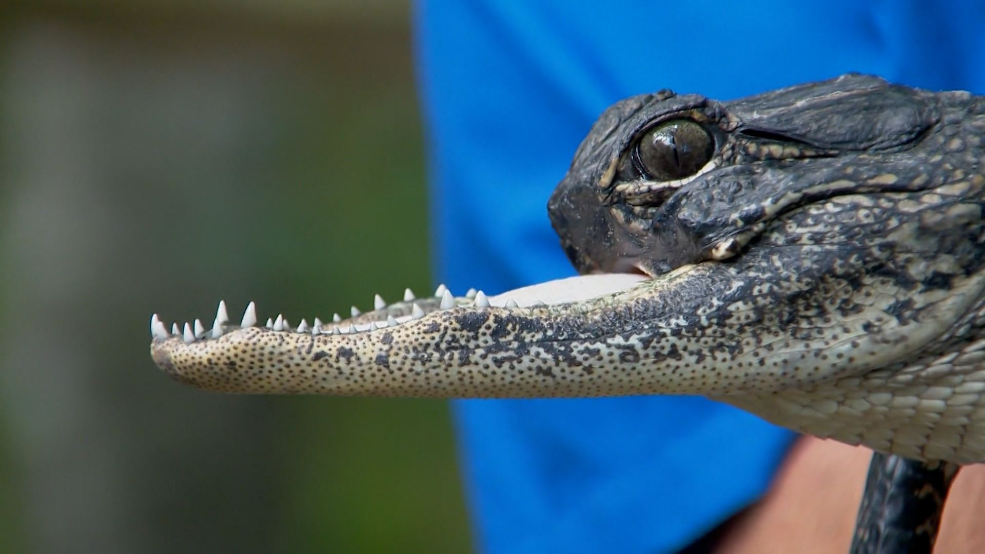 'Jawlene' alligator with half jaw gets name