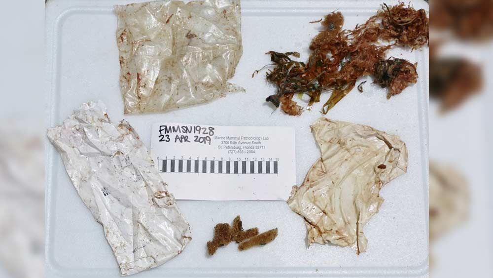 wptv-plastic-found-in-dolphin.jpg