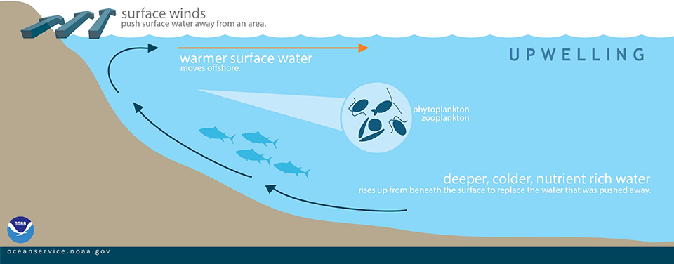 Upwelling Explainer.jpg