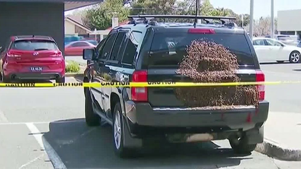 wptv-bees-swarm-car-.jpg