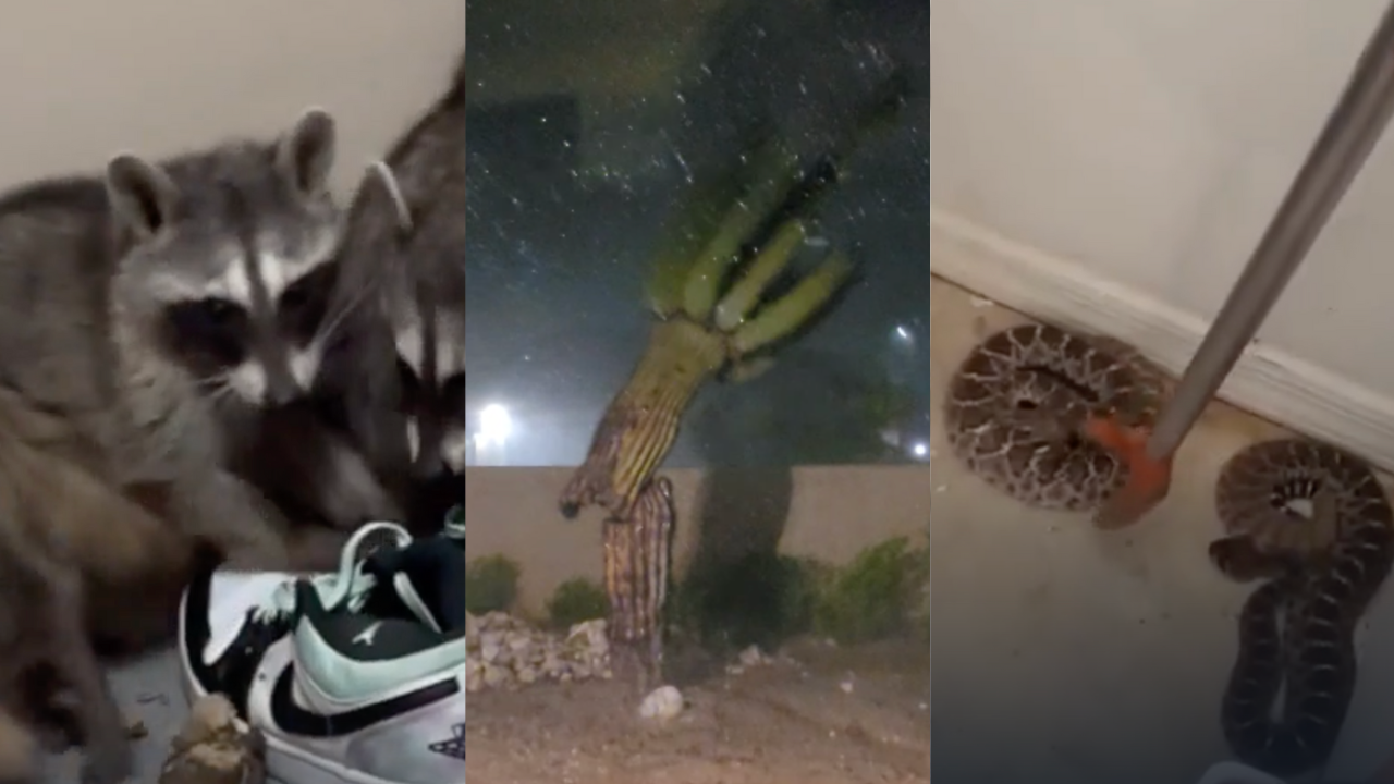 WILD WEEK OF ARIZONA