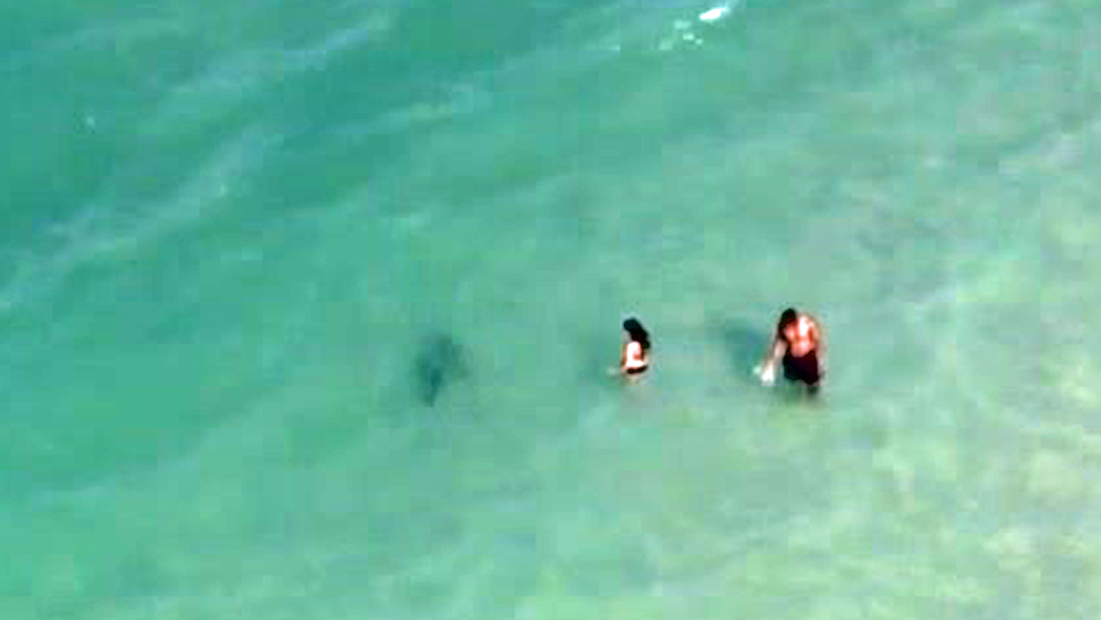 wptv-shark-daytona-beach.jpg