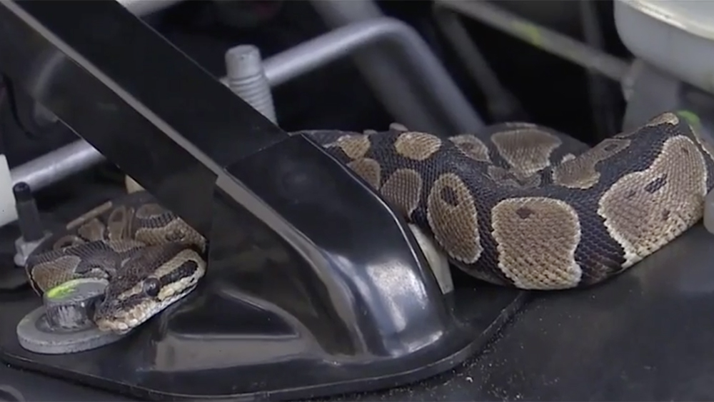 WPTV-BOA-UNDER-HOOD.jpg