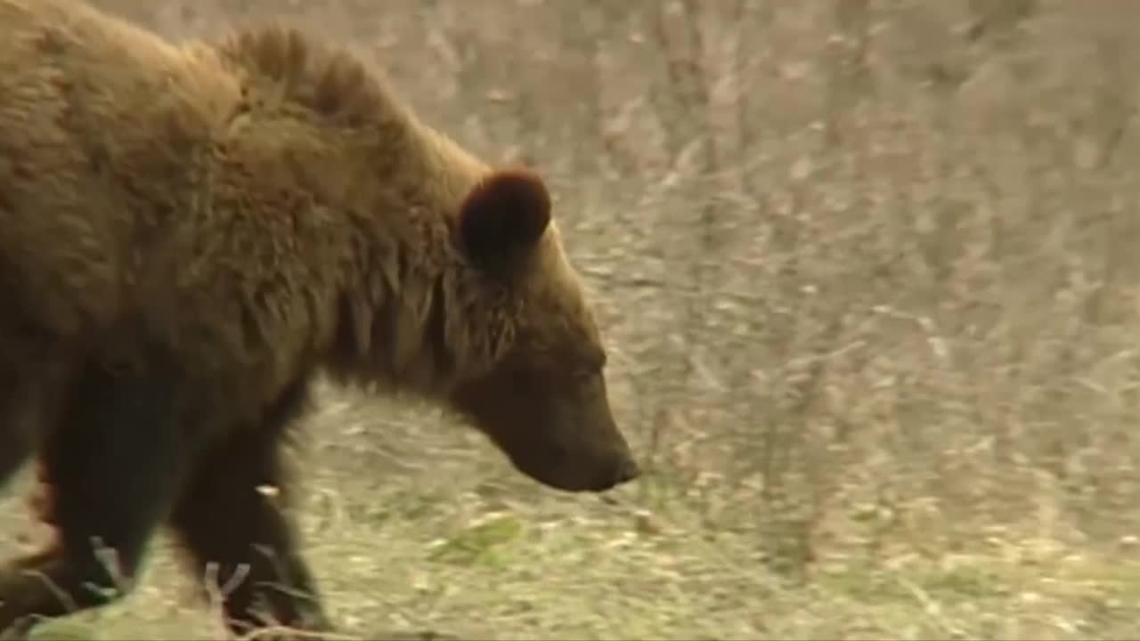 Grizzly Bear