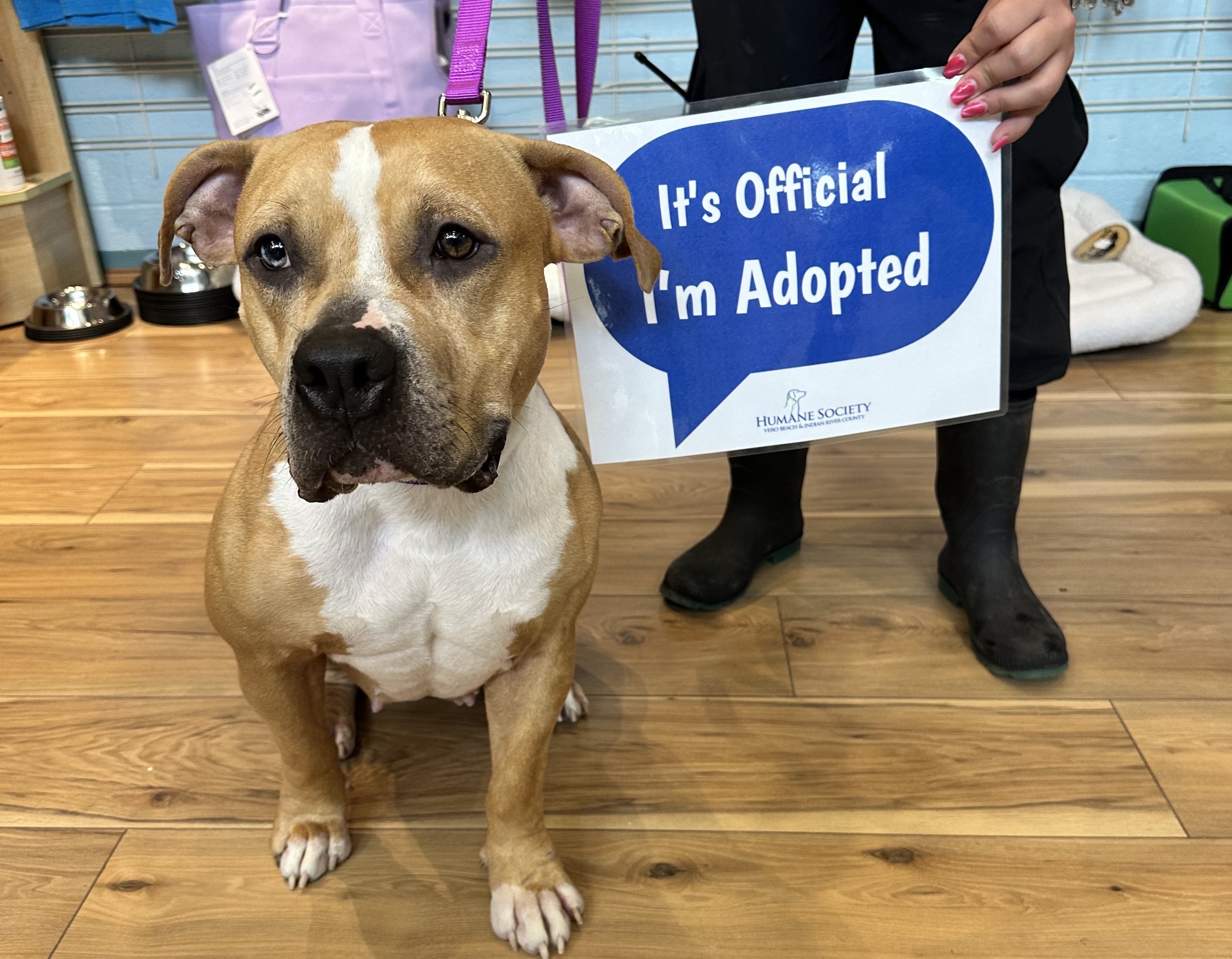 Saucy adopted from Humane Society of Vero Beach and Indian River County August 14 2024