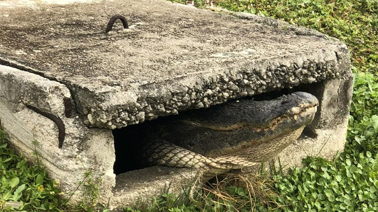 Firefighters with the Cape Coral Fire Department helped rescue an alligator stuck in a storm drain on Jan. 18, 2025.