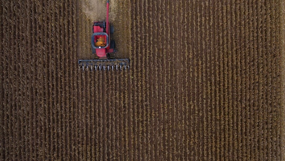 corn harvest pic .jpg