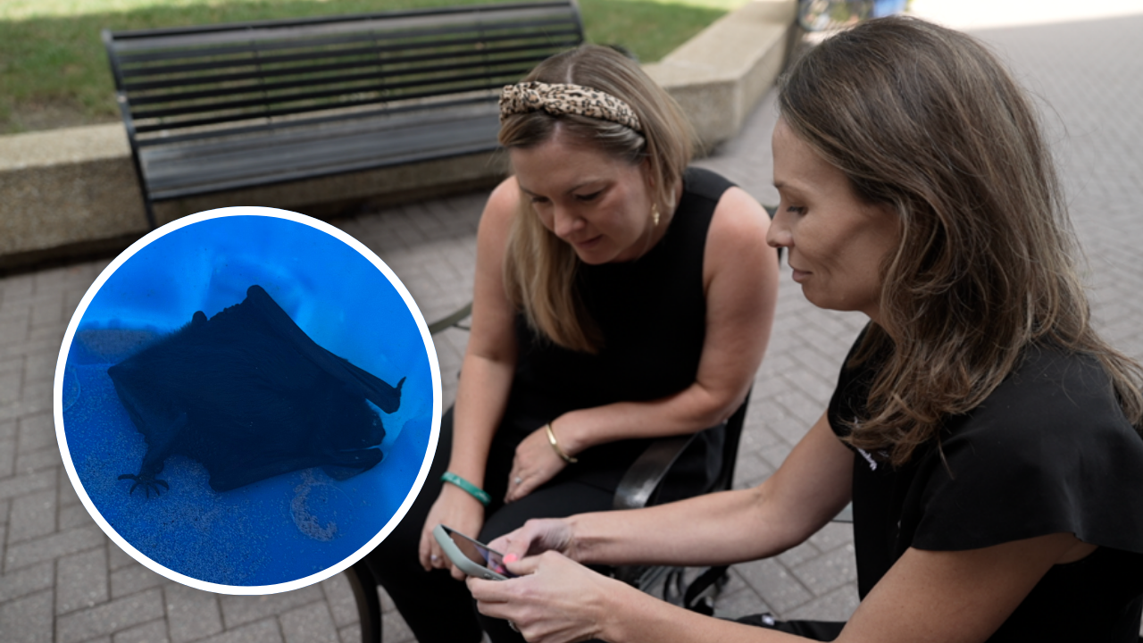 'There's a bat in my mouth’: Richmond doctor's bat nightmare goes viral