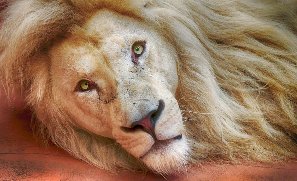 Ukraine White Lion
