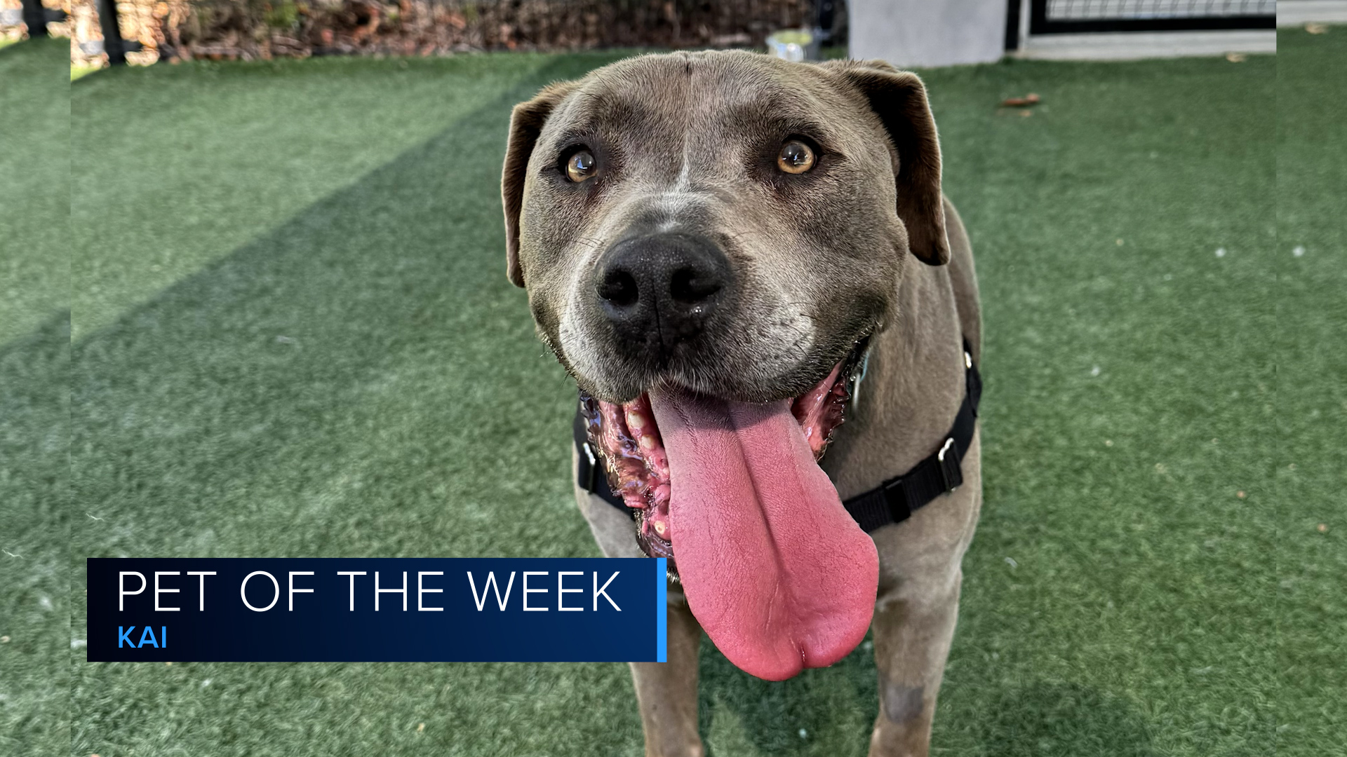 Pet of the Week - Kai