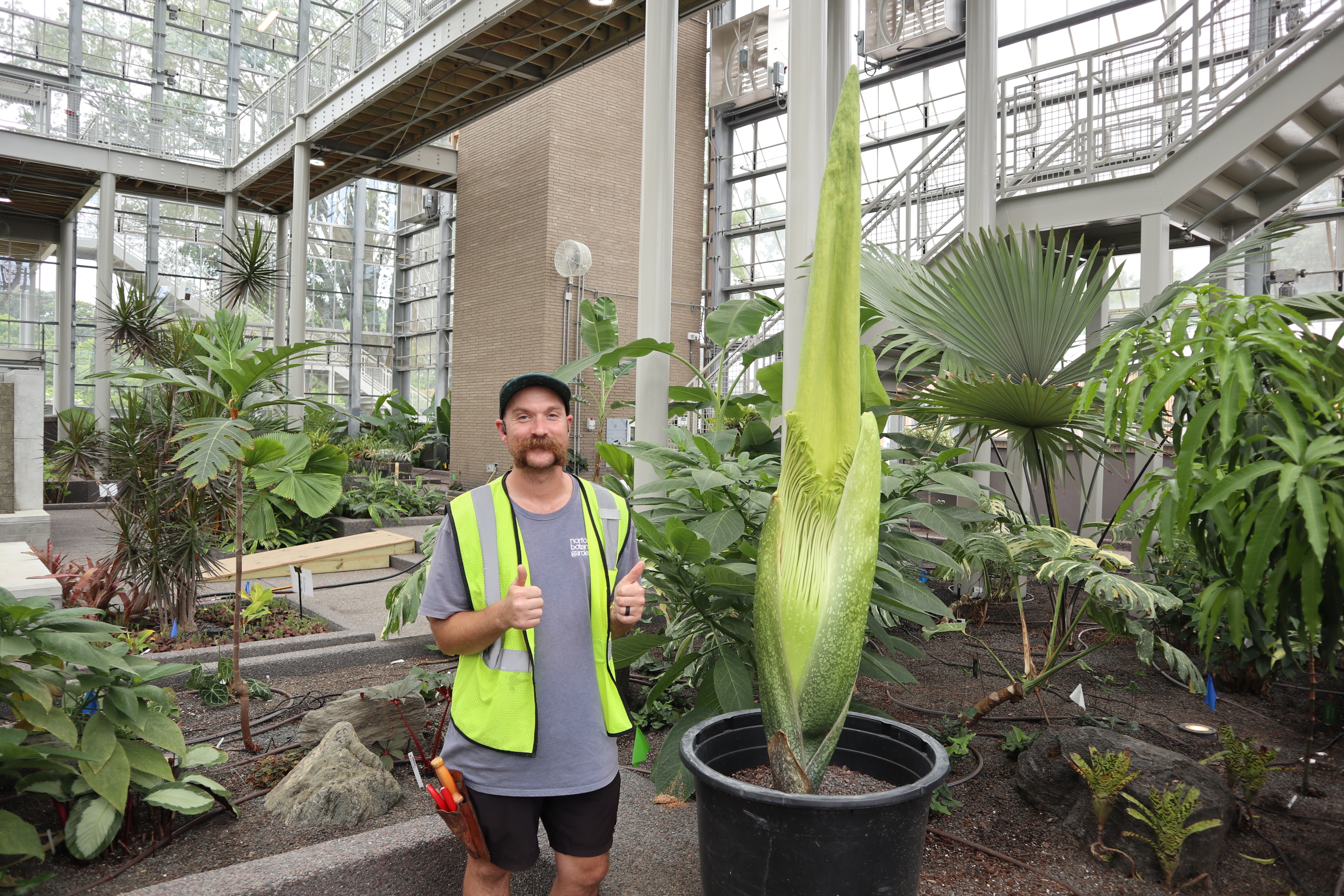 Norfolk Botanical Garden corpse flower