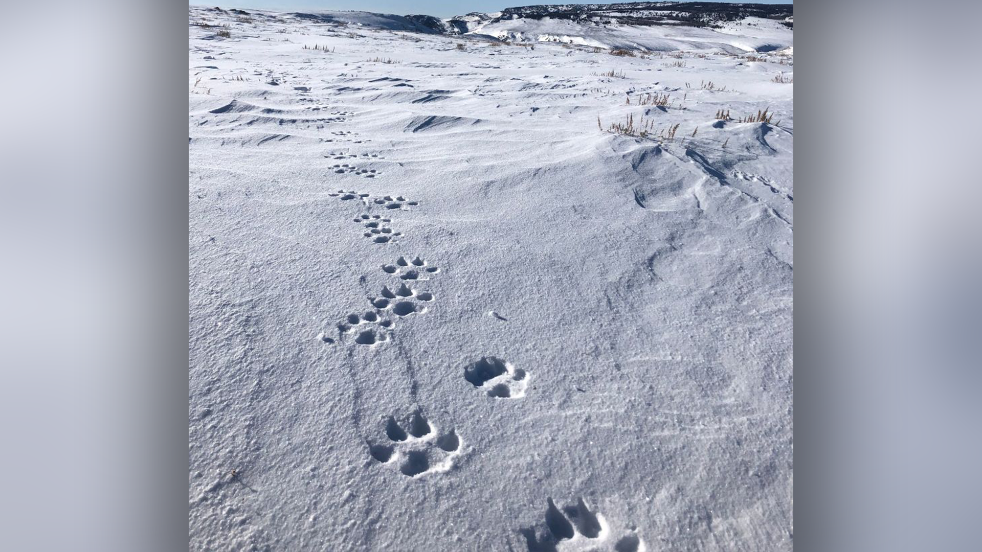 wolf tracks in Colorado