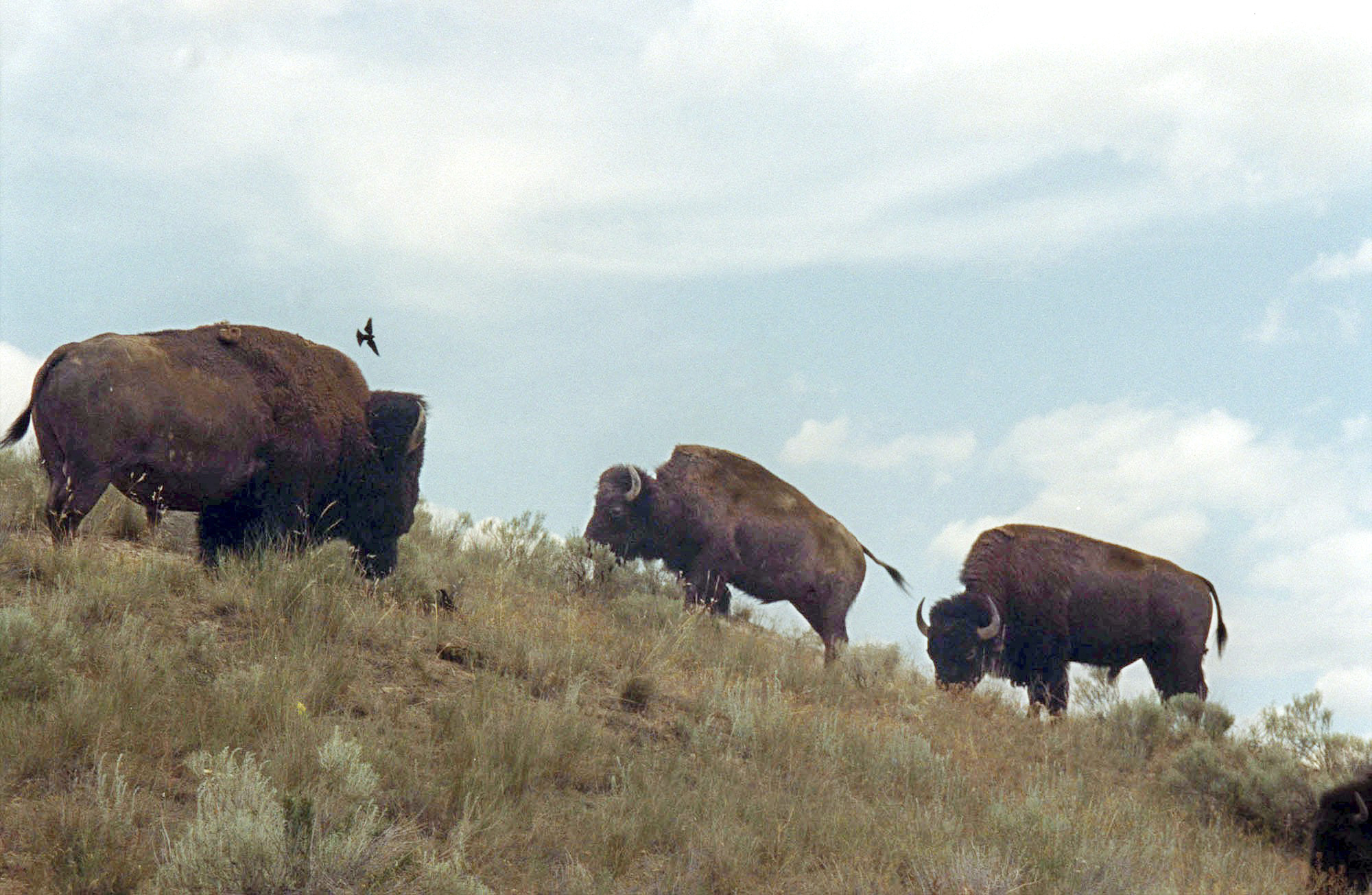 Bison