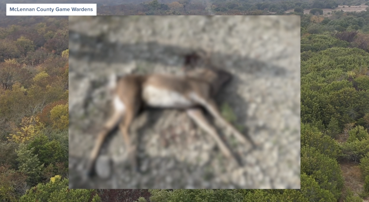 Dead deer in McLennan County 
