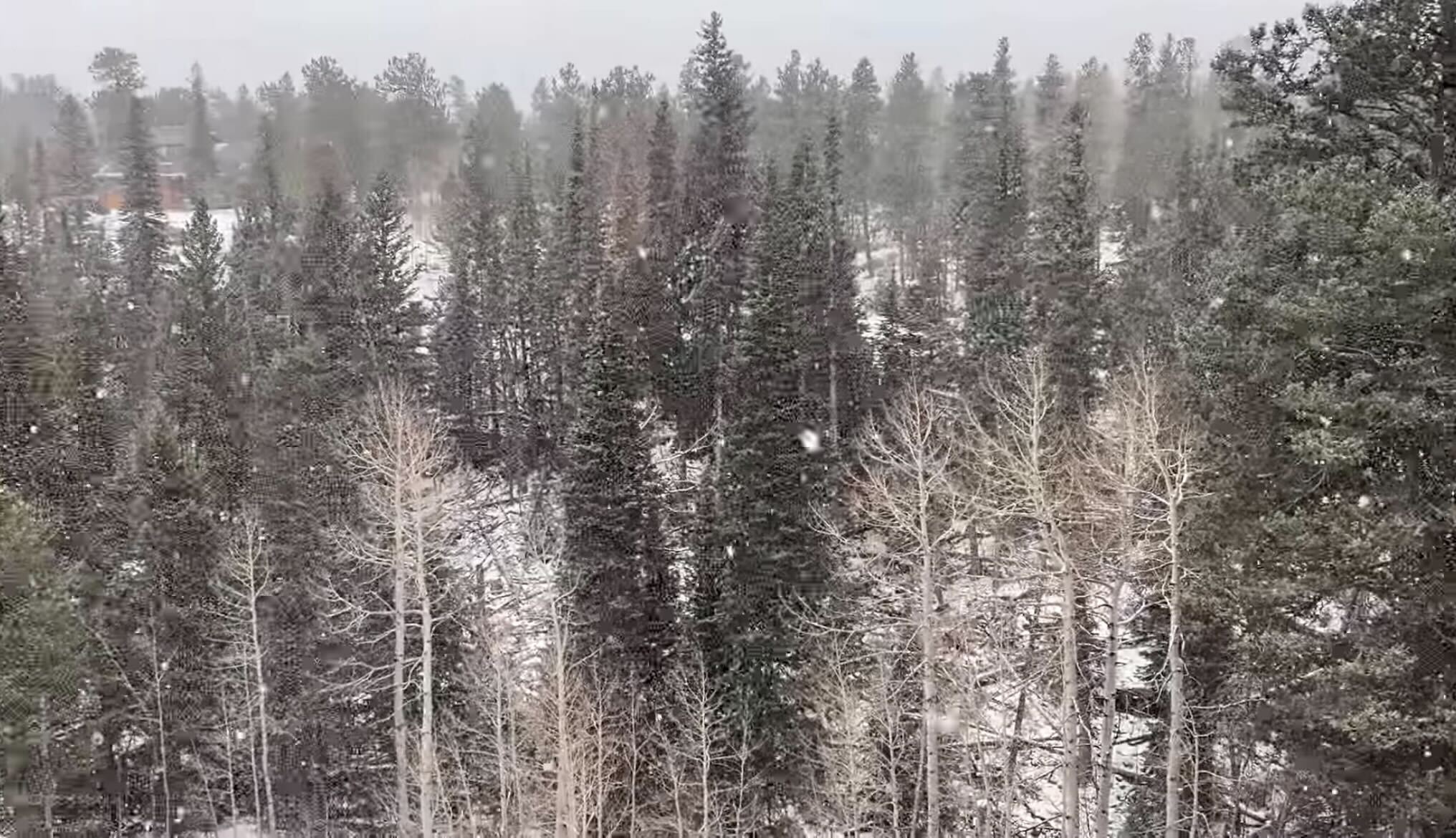 snow dec. 9, 2021.jpg