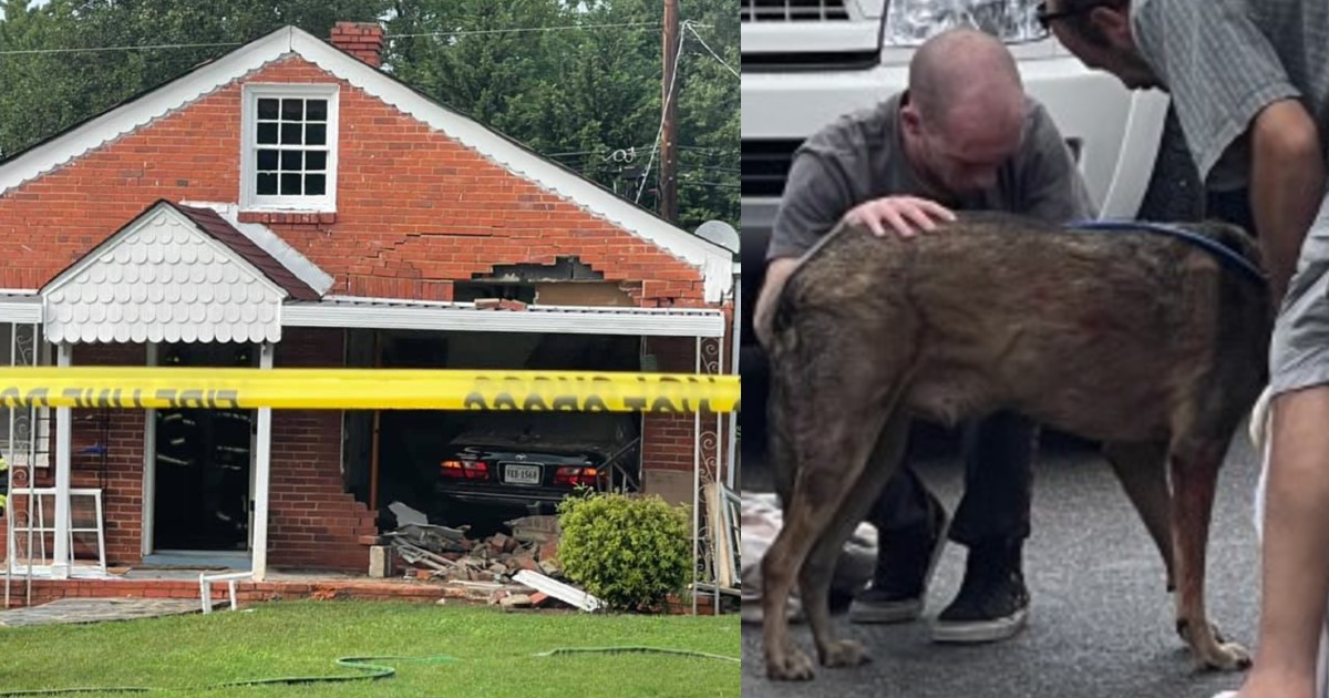 DogTrapped.jpg