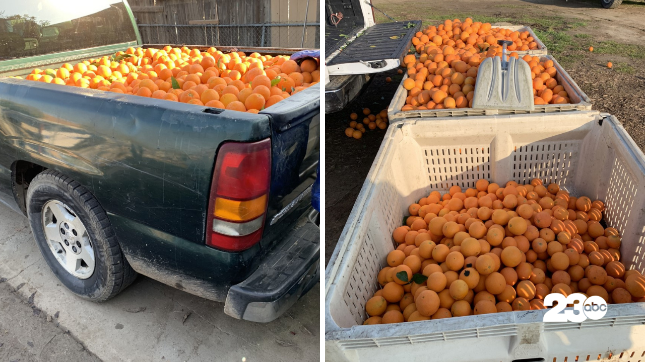 Kern County Sheriff’s Office: Two men arrested in citrus theft