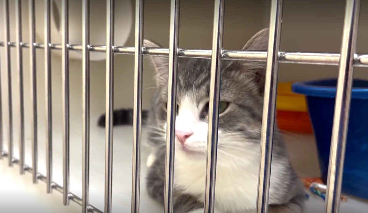Cat Adoption