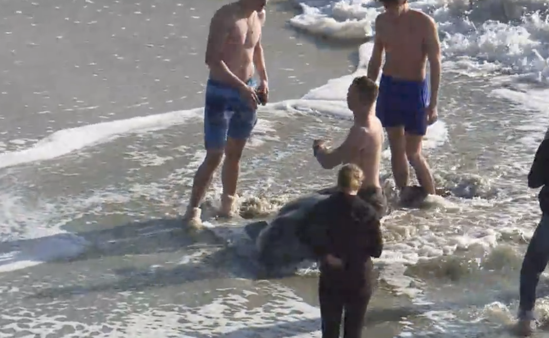 Beached whale.png