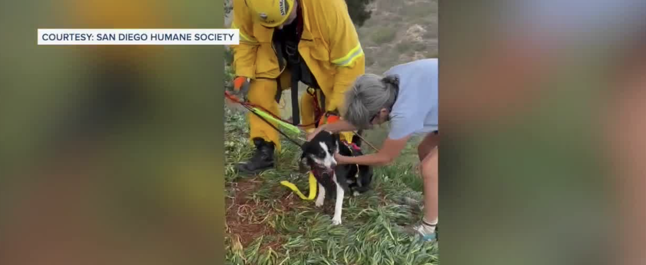Deaf dog rescued 