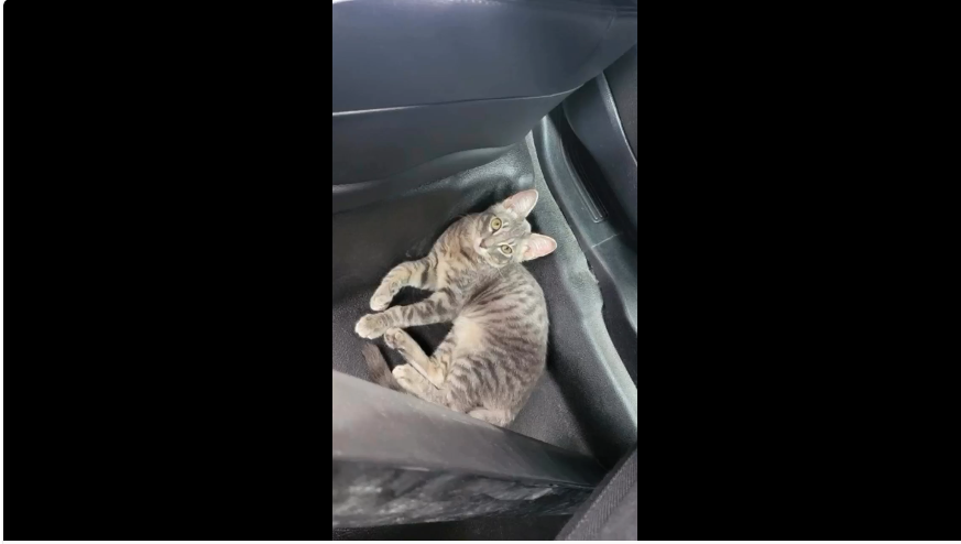 CAT SAVED FROM HOT CAR.png