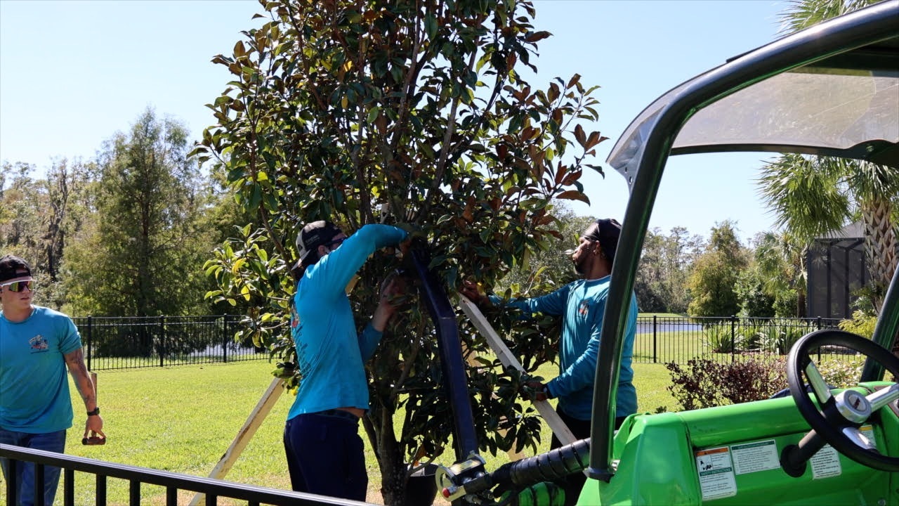 Dealing with downed and damaged trees in the wake of hurricanes