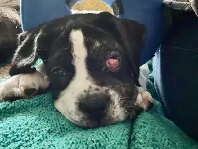 Atlas, Michele's Rescue