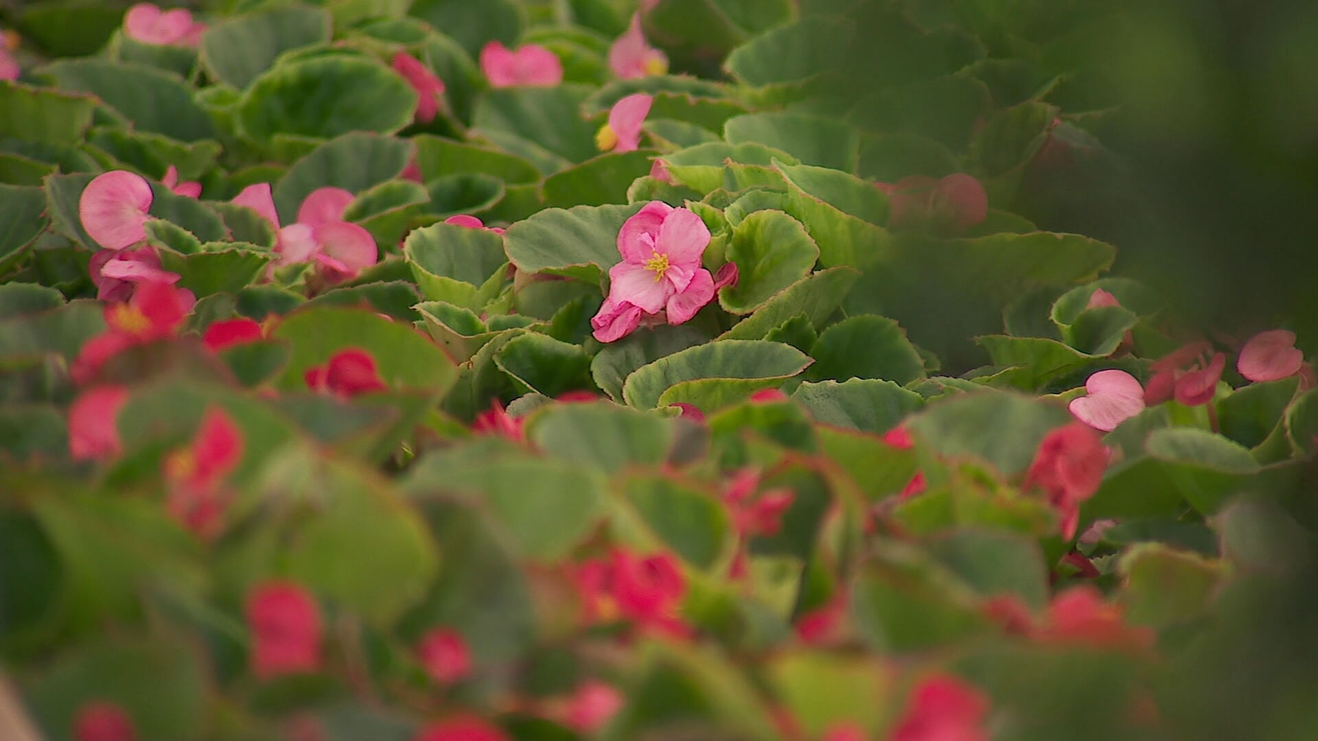 flowers generic