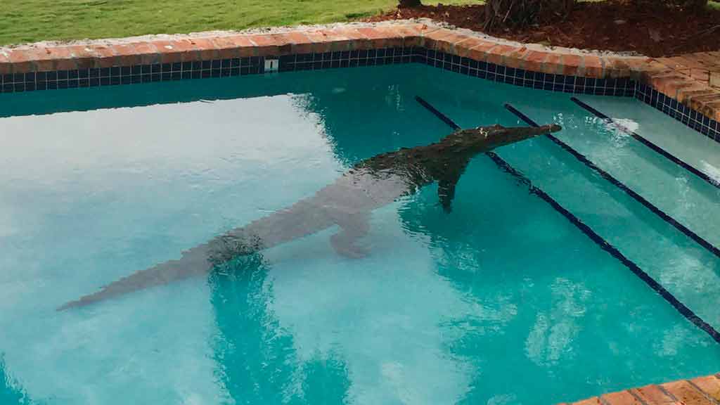 FILE - In this photo provided by the Monroe County Sheriff's Office, a crocodile swims in a privately owned pool in Islamorada, Fla., on Jan. 21, 2016. As development continues to expand in the Sunshine State, more sightings are likely. The Florida Fish and Wildlife Conservation Commission estimates the number of Florida crocodiles have increased to as many as 1,500 to 2,000 adults in 2022, coming back from an estimated 300 in 1975.