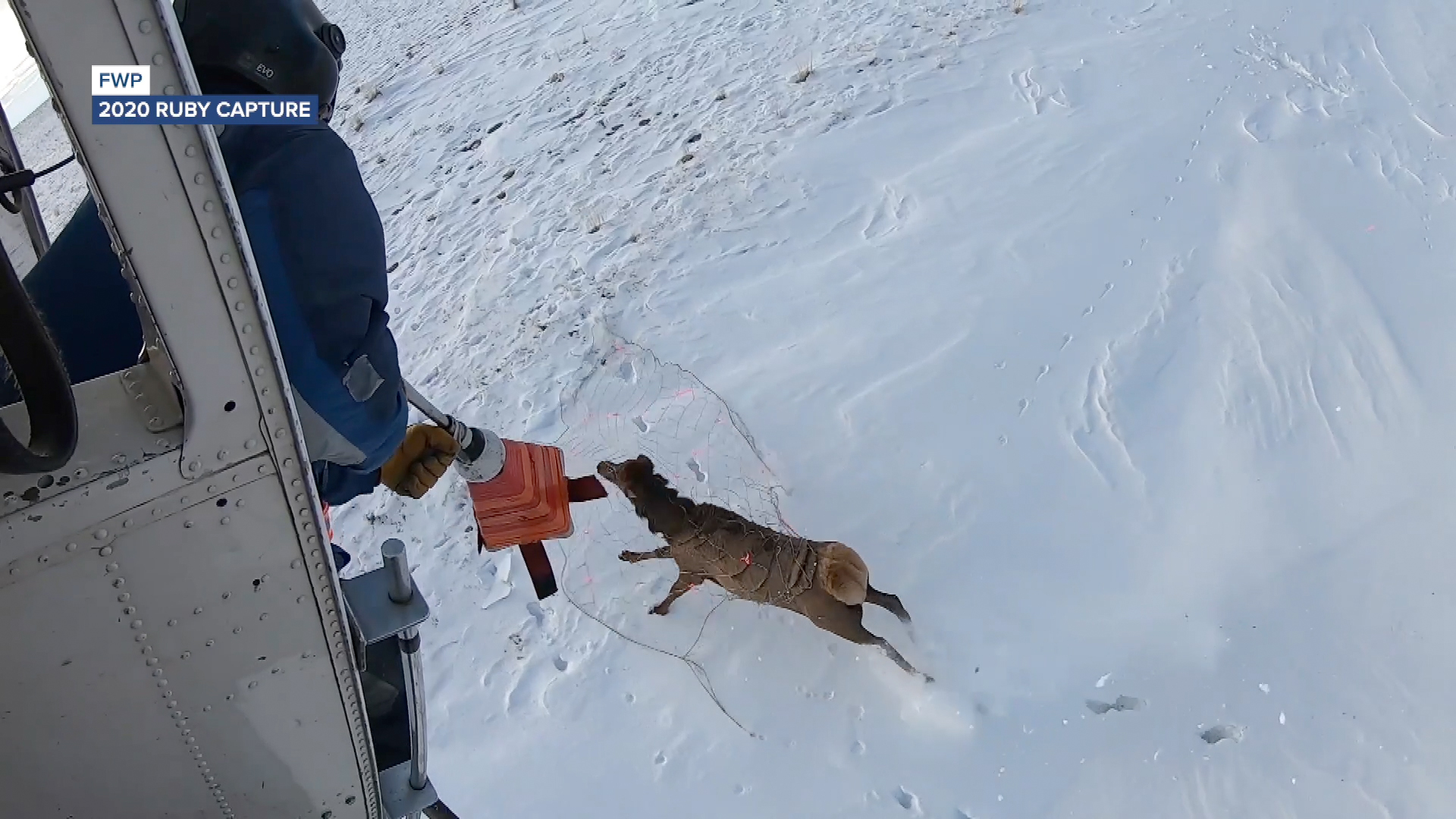 fwp elk capture.jpg
