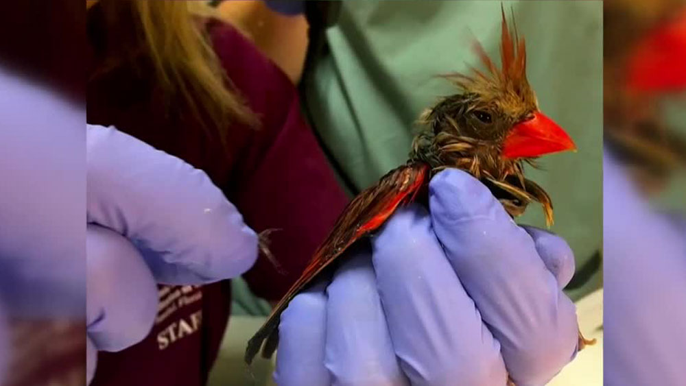 wptv-glue-trap-bird-.jpg