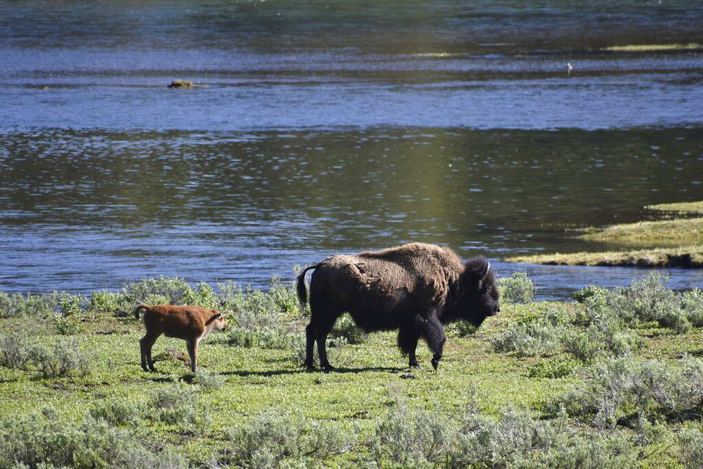 Yellowstone Bison Goring