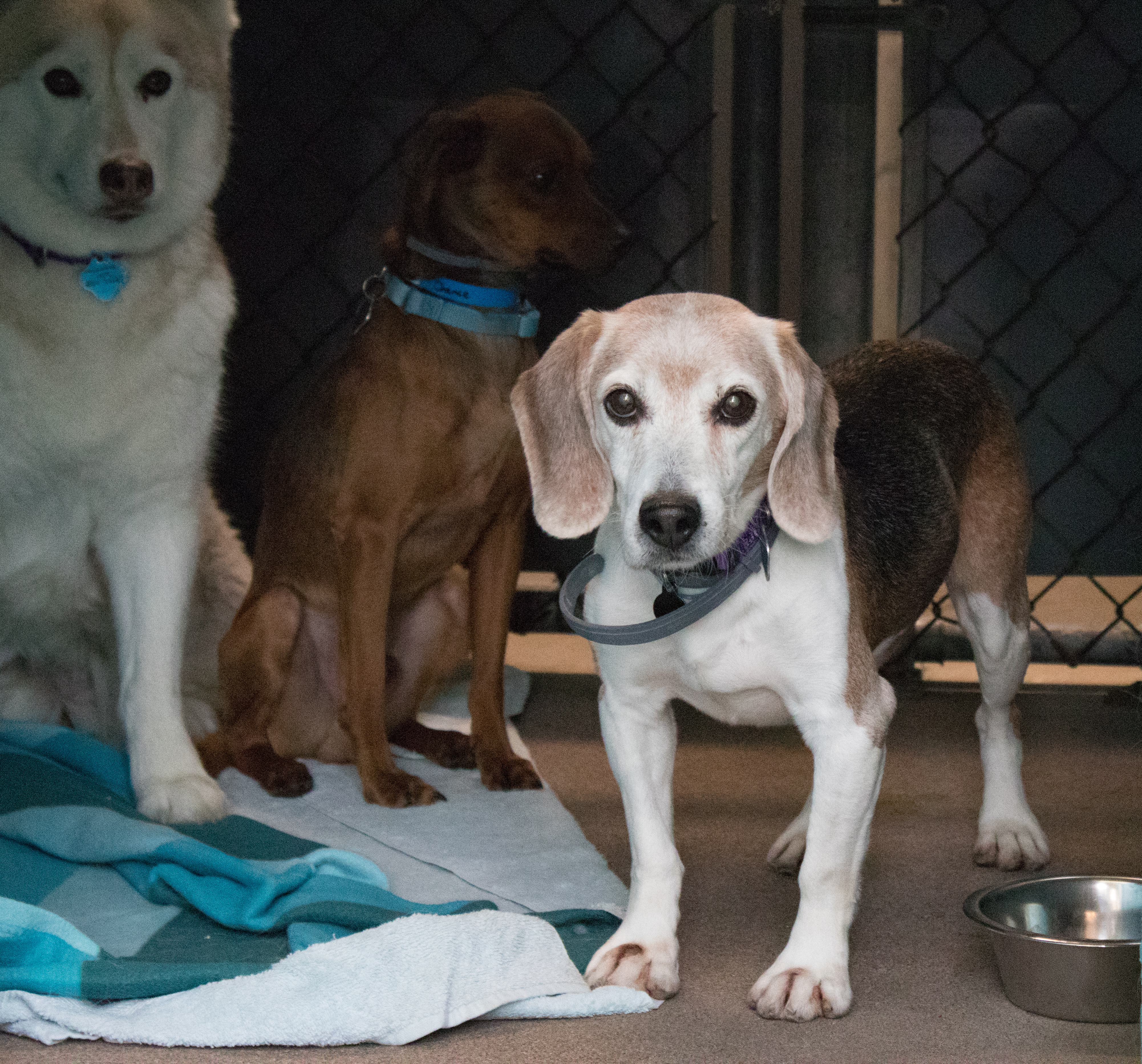 Arizona Animal Welfare League