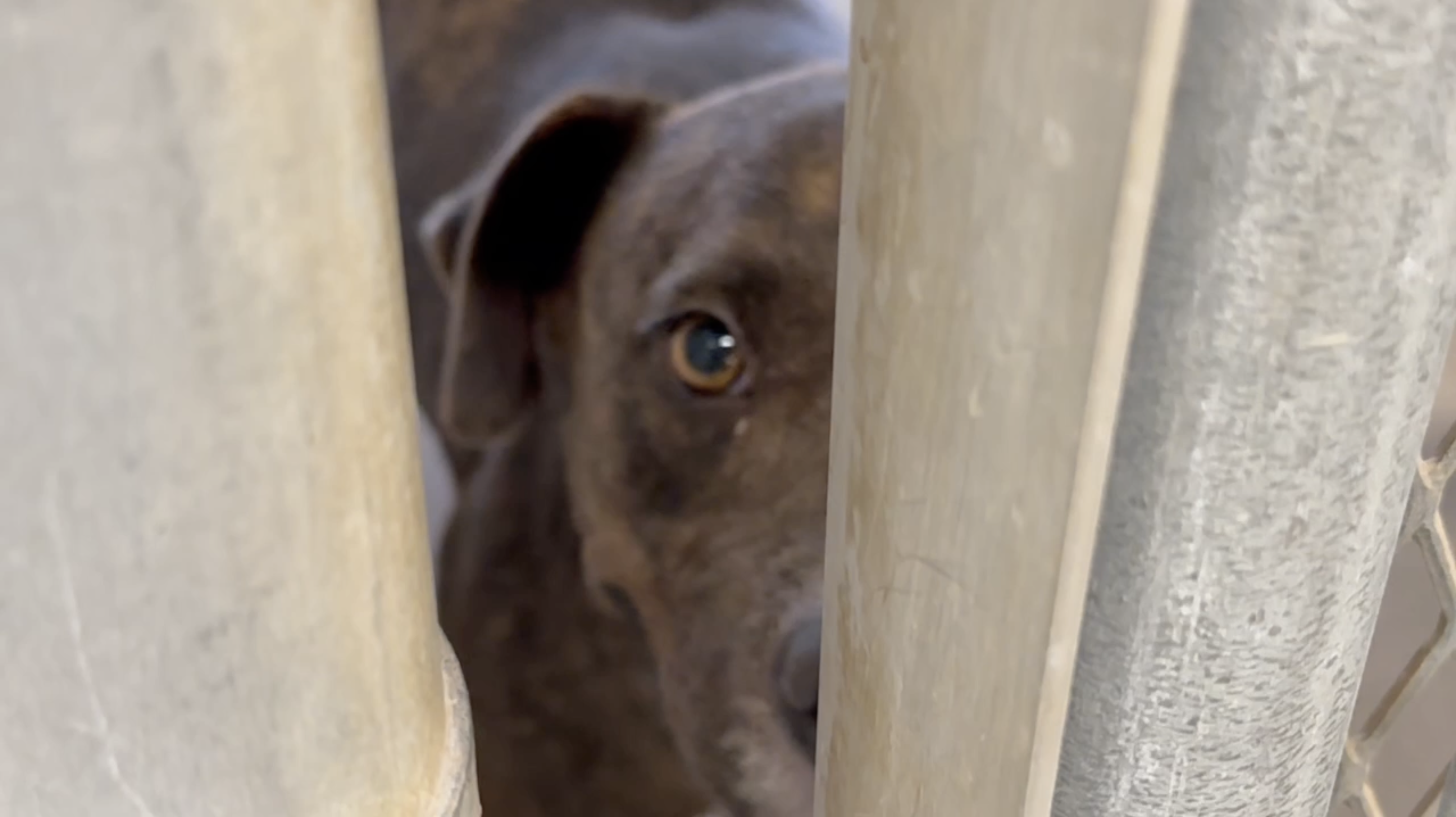 sad dog :(
