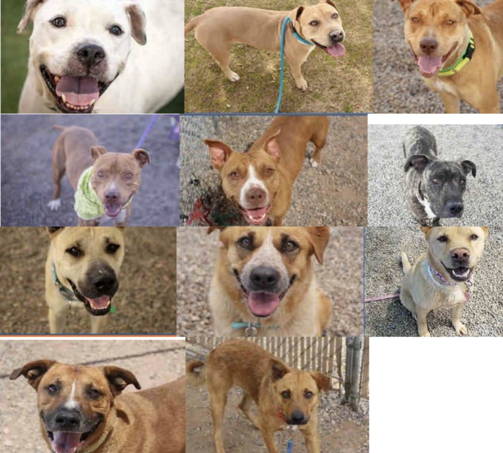KNXV MCACC Distemper Dogs.jpg