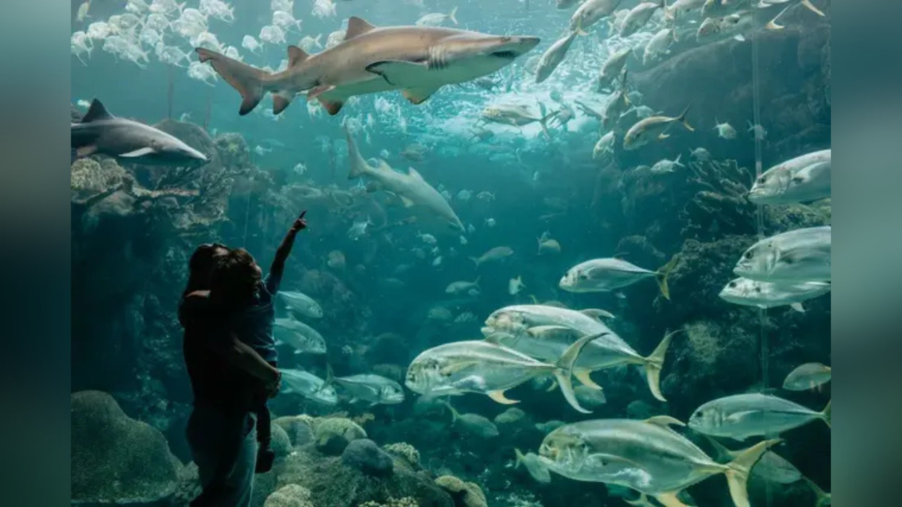 The Florida Aquarium
