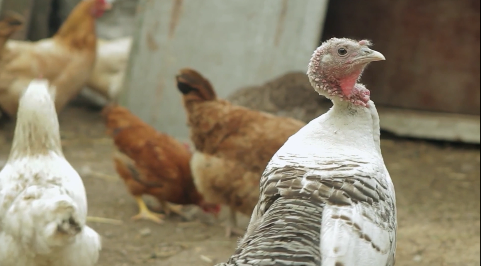 Experts predict turkey will costs 10 cents more a pound or higher - Vimarsana News