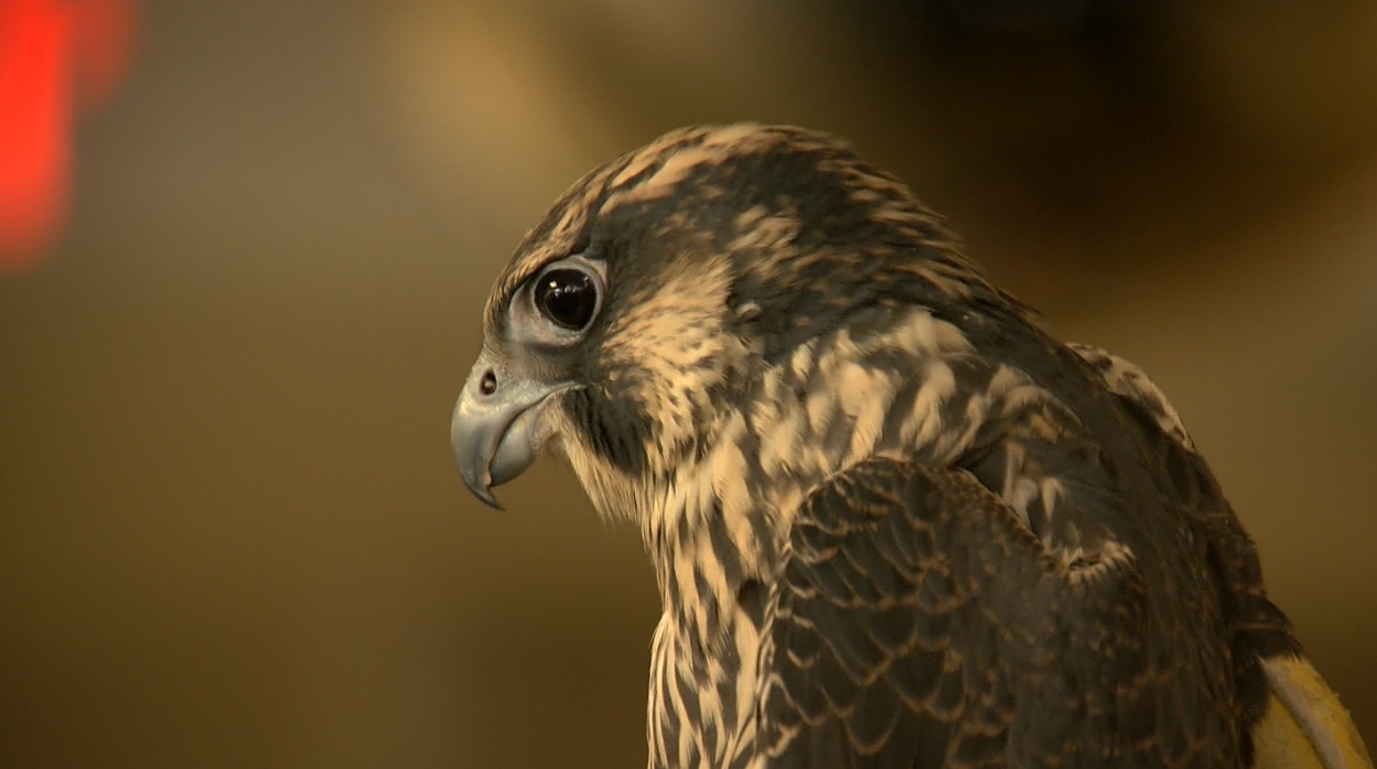 Peregrine Falcon